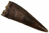 Serrated, Fossil Theropod (Richardoestesia) Tooth - Montana #341065-1